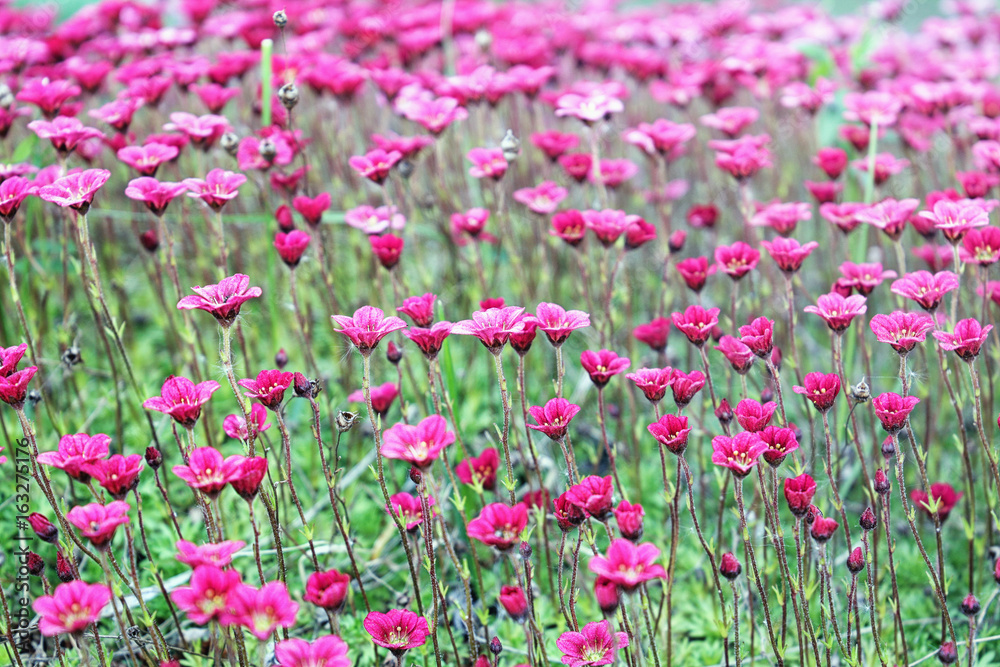 Saxifrage. Perennial garden plant in the garden