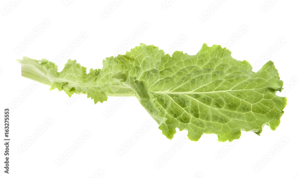 Lettuce leaf isolated on white background Lettuce leaf isolated on white background