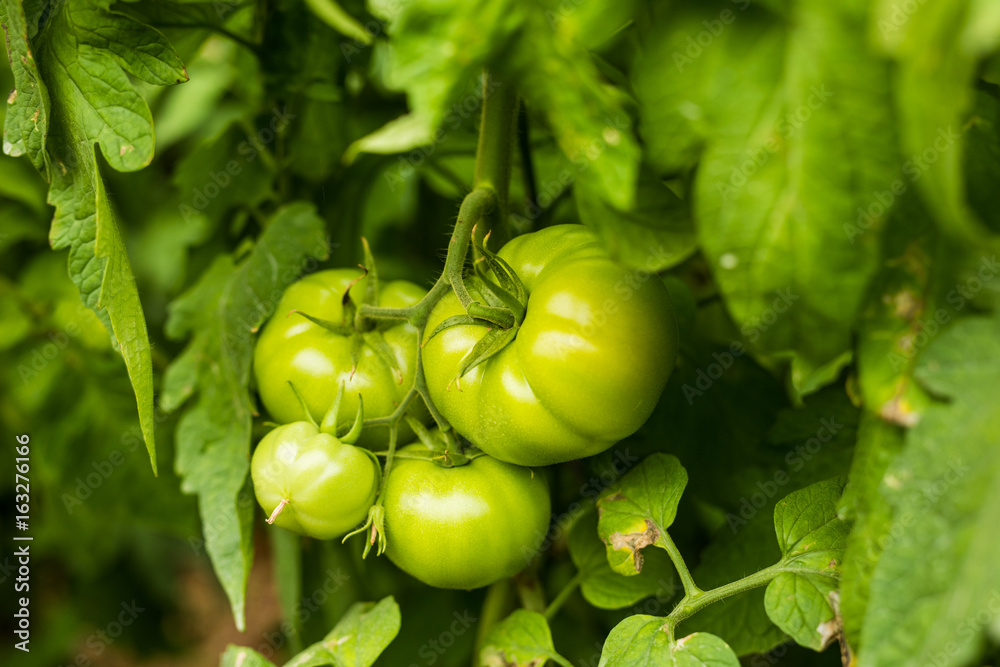 Growing green close up tomato vegetables in garden Growing green close up tomato vegetables in garden