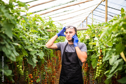 View of a young attractive woman harvesting tomantoes in a greenhouse and speak with costumers on phone photo