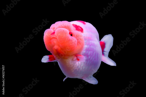 Lionhead goldfish isolated in a black background