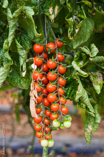 Branch of fresh cherry tomatoes hanging on trees in organic farm