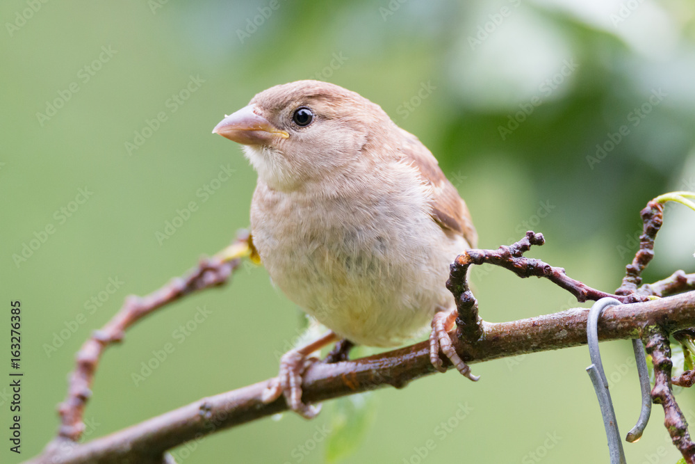 Fototapeta premium Spatz