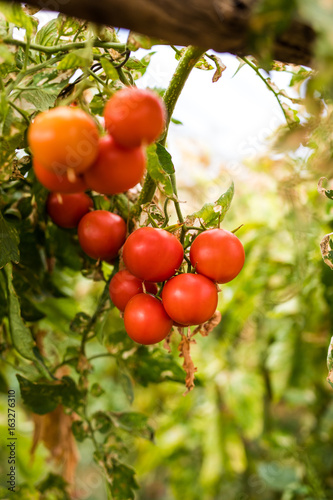 Plantation of Growth cherry tomatoes in a greenhouse harvest in hothause