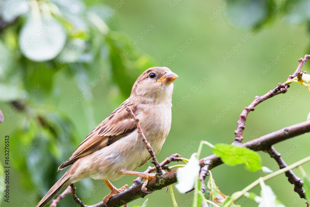 Spatz Spatz