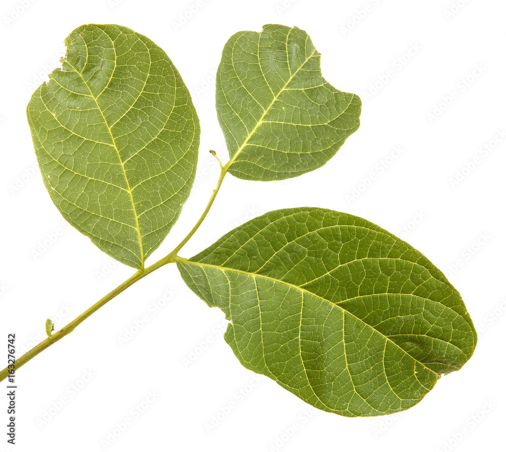 Walnut leaves isolated on white background Walnut leaves isolated on white background