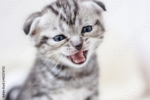 Fototapeta Naklejka Na Ścianę i Meble -  Little adorable kitten meowing
