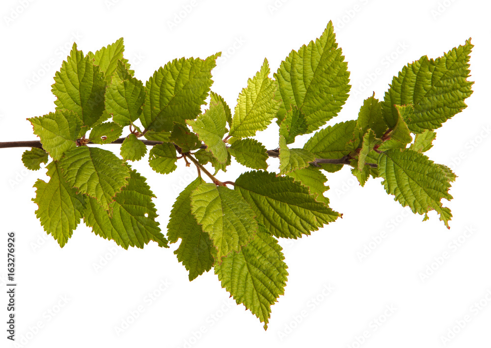 A branch of Chinese cherry. Isolated on white background A branch of Chinese cherry. Isolated on white background