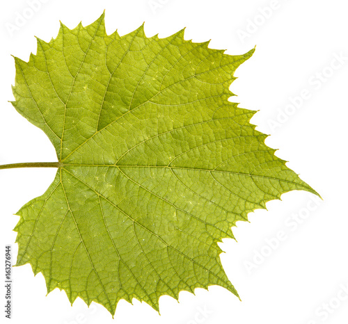 Grape leaves on the vine. Isolated on white background
