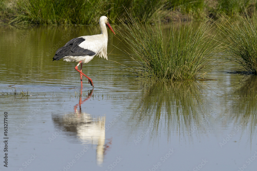 Fototapeta premium Cigogne blanche, nid, .Ciconia ciconia, White Stork
