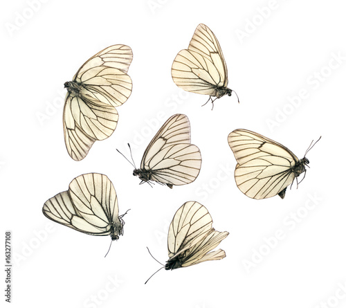 Aporia Crataegi Butterflies