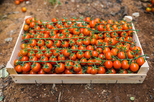 box of bunches cherry tomatoes  in greenhouse