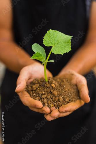 Dirty farmer hands holding small young herbal sprout plant