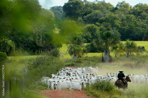 Fazenda Jauquara MT photo