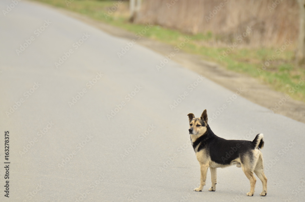 Piesek (dog)