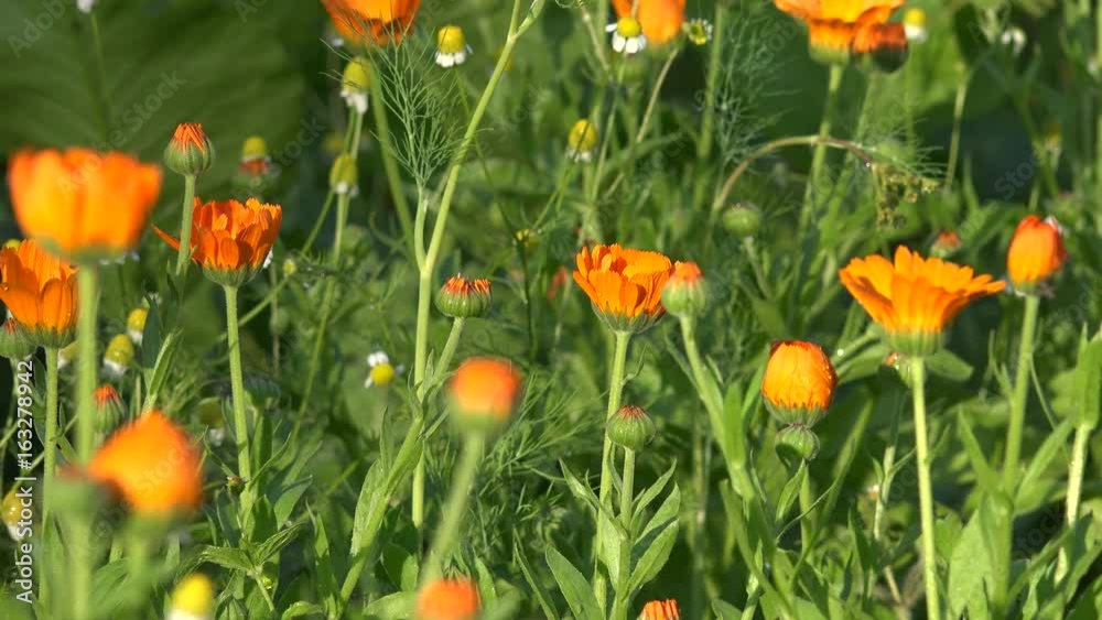 close up nice herb marigold in still summertime in garden. 4K close up nice herb marigold in still summertime in garden. 4K