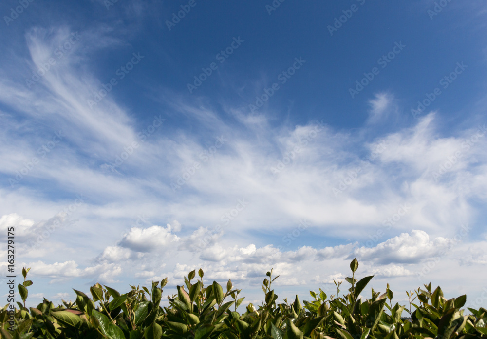 Landscape plants and sky with clouds