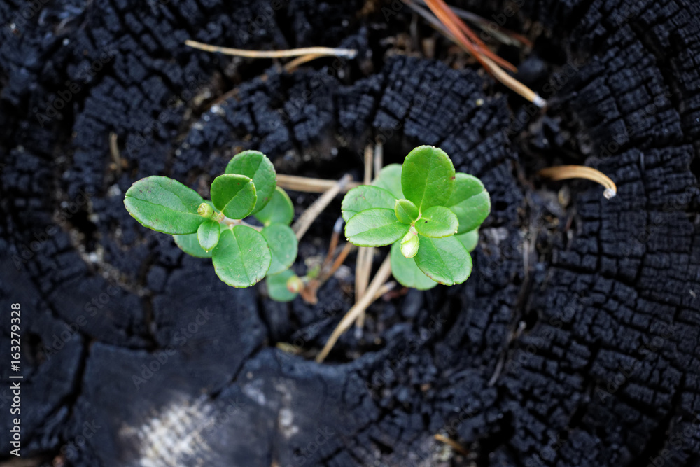 Young shoots of cranberries grown from a burnt stump in the taiga
