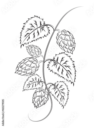 Branch of hops Isolated on a white background without a shadow.