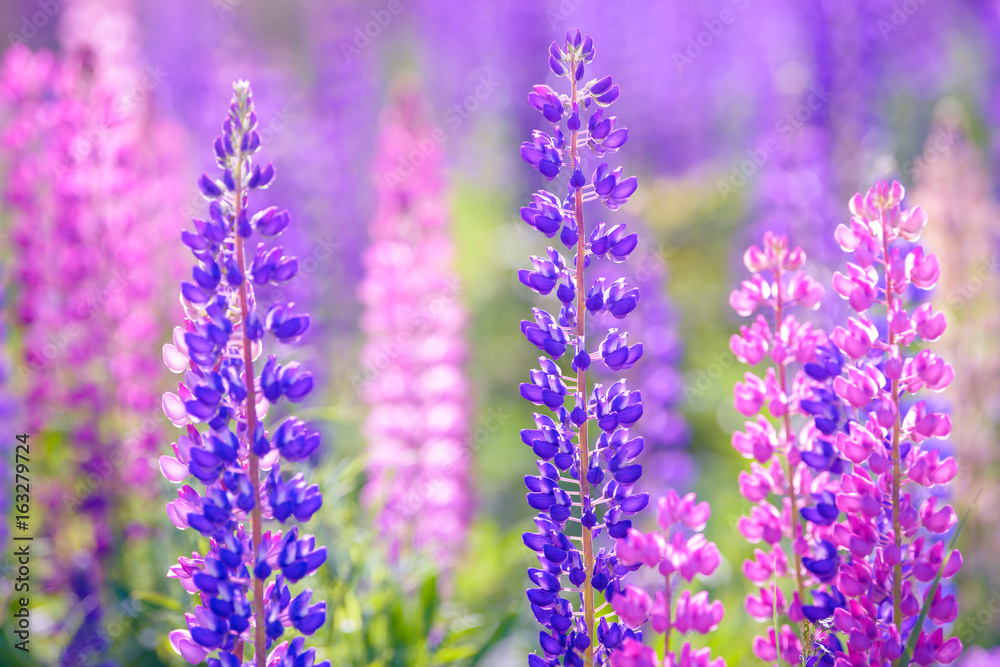 Lupinus, lupin, lupine field with pink purple and blue flowers Lupinus, lupin, lupine field with pink purple and blue flowers