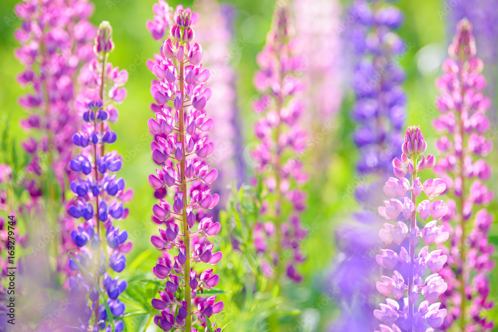 Lupinus, lupin, lupine field with pink purple and blue flowers Lupinus, lupin, lupine field with pink purple and blue flowers