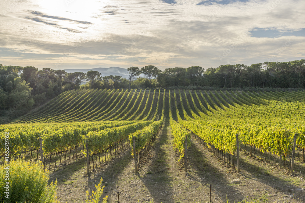 vinyard at tuscany