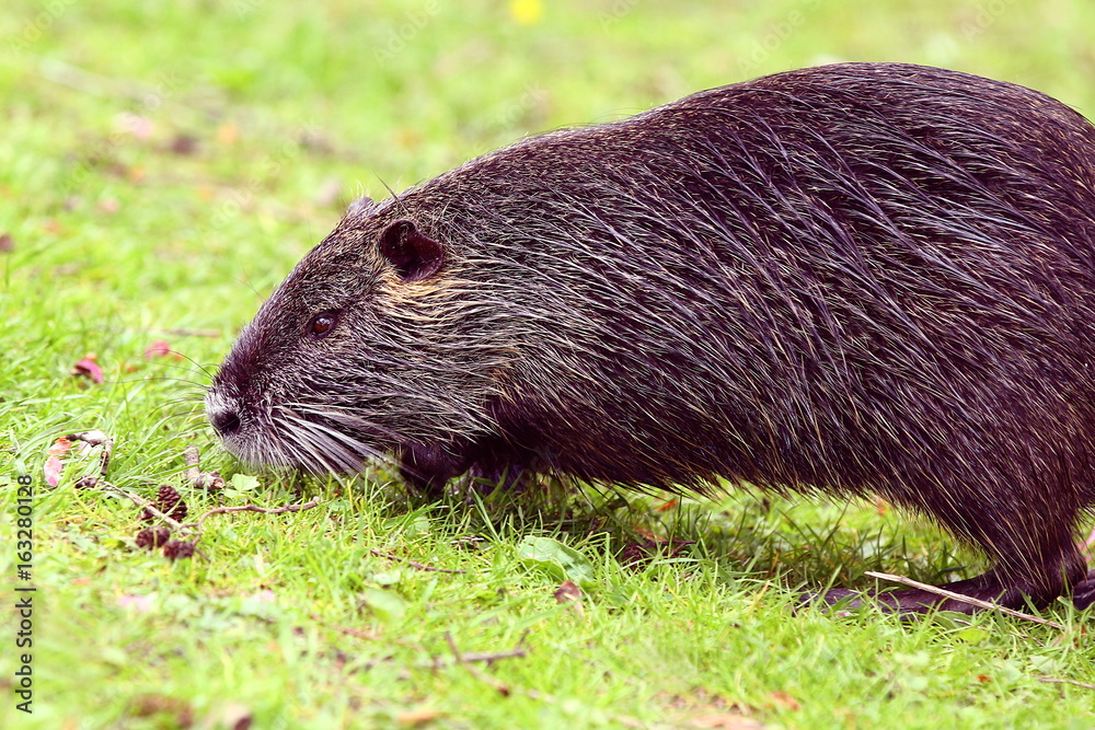 Porträt eines Nutria, Myocastor coypus Porträt eines Nutria, Myocastor coypus