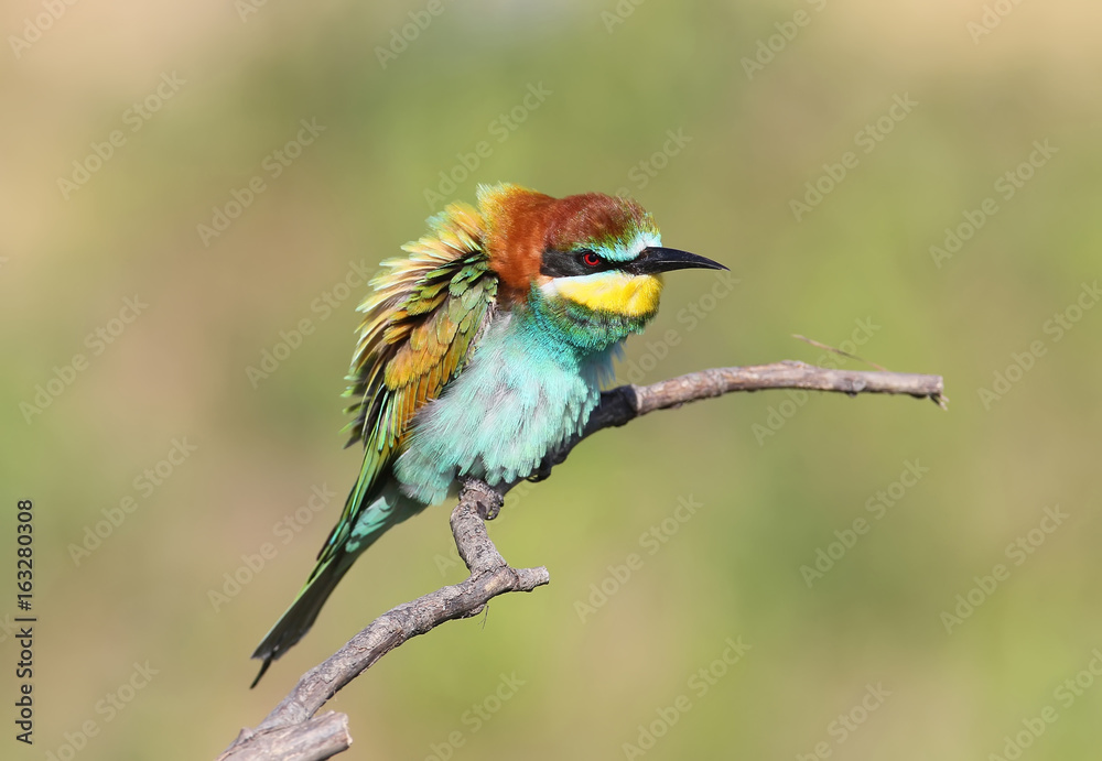 Bee eater