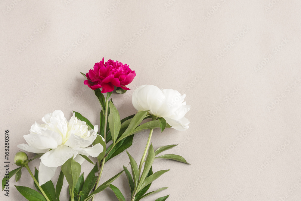 Blooming peonies on a gray background. Blooming peonies on a gray background.