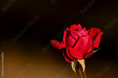 Róża (rose) photo