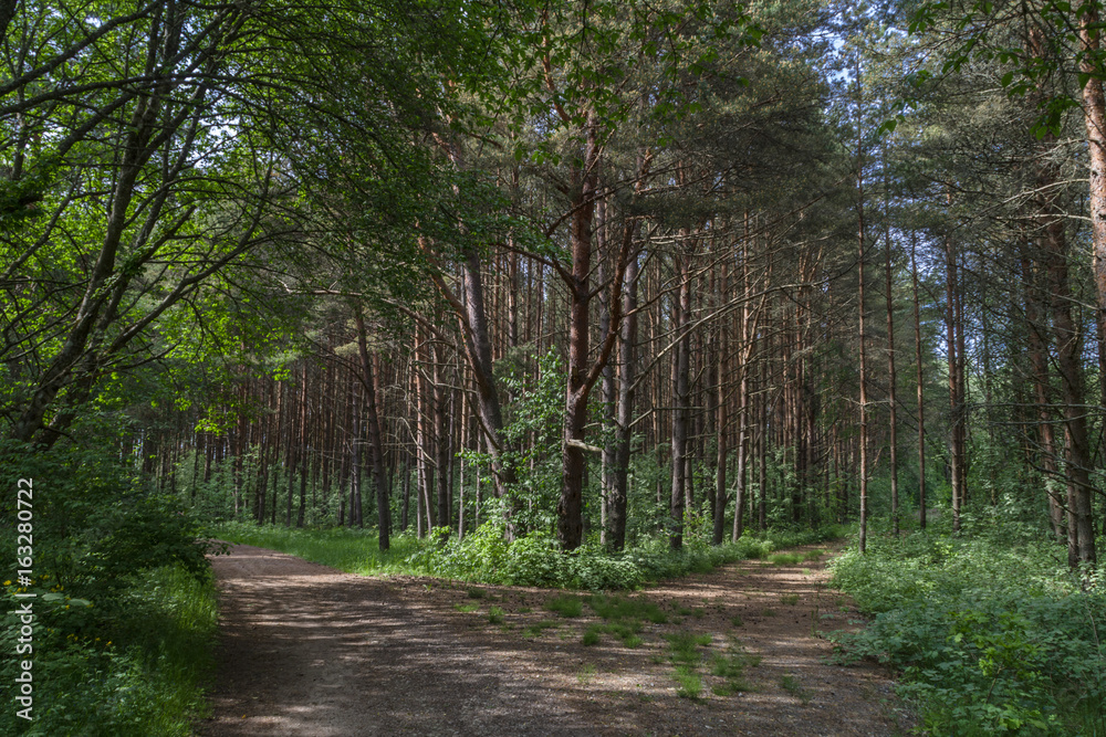 Fototapeta premium Road fork in forest