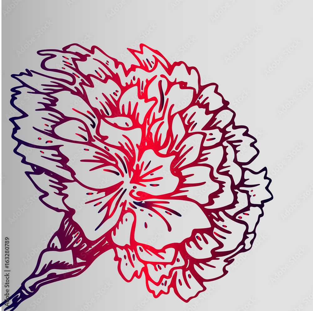 Colorful gradient sketch of a carnation flower - poster ready to print. Botany - the study of the structure of the flower. Youth idea for a tattoo