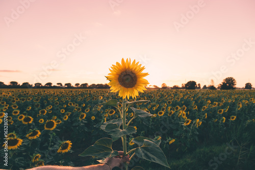 Mano che tiene un girasole di fronte al tramonto photo