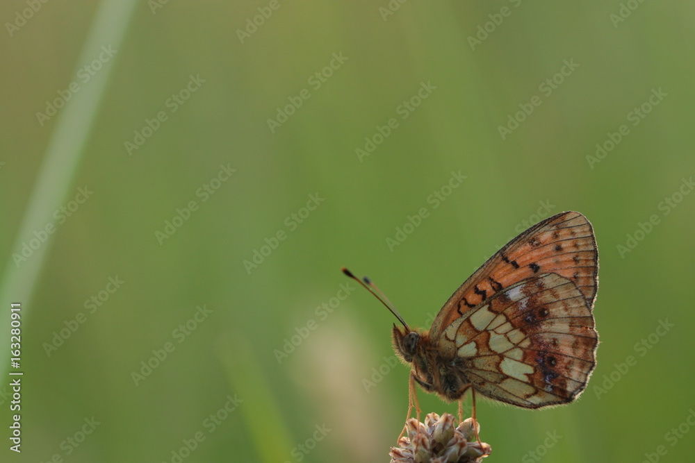 Obraz premium Ruhig wie ein Stein