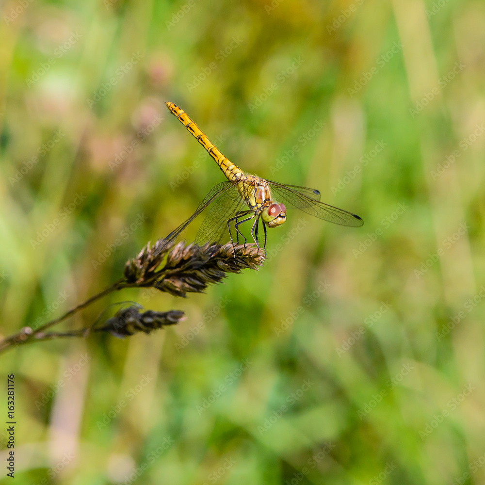 Large yellow dragonfly sympetrum vulgatum sat on a dry blade of grass Large yellow dragonfly sympetrum vulgatum sat on a dry blade of grass