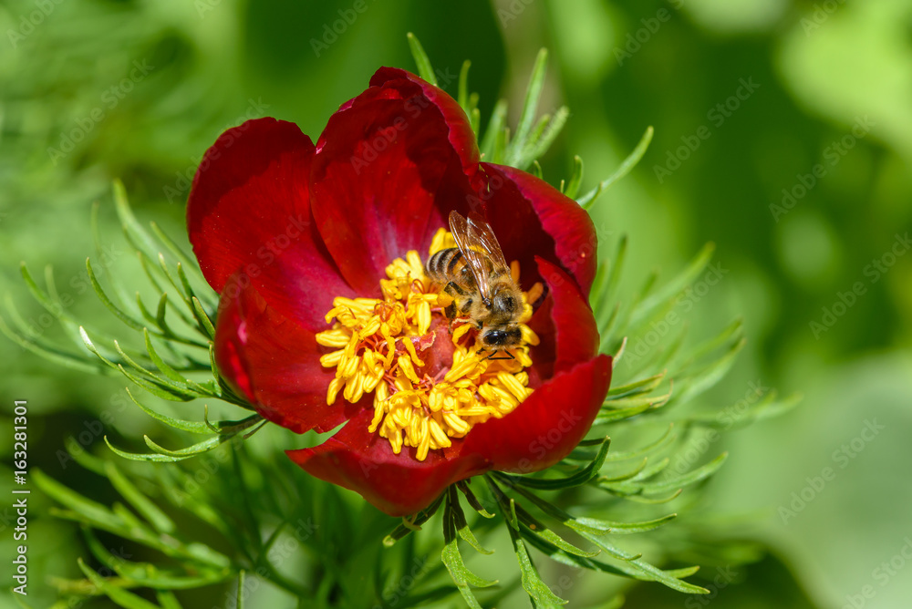 Bee pollinates the peony flowers with red petals and thick yellow stamens Bee pollinates the peony flowers with red petals and thick yellow stamens