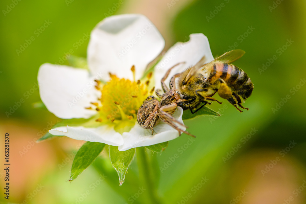 Spider Xysticus caught a bee that pollinated strawberry flowers Spider Xysticus caught a bee that pollinated strawberry flowers