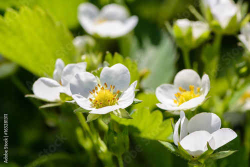 Homemade strawberry blossoms in large flowers in the spring