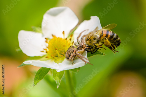 Spider Xysticus caught a bee that pollinated strawberry flowers photo