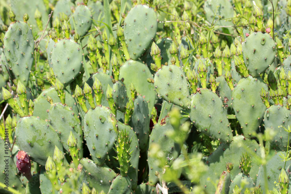 Cactus Cactus