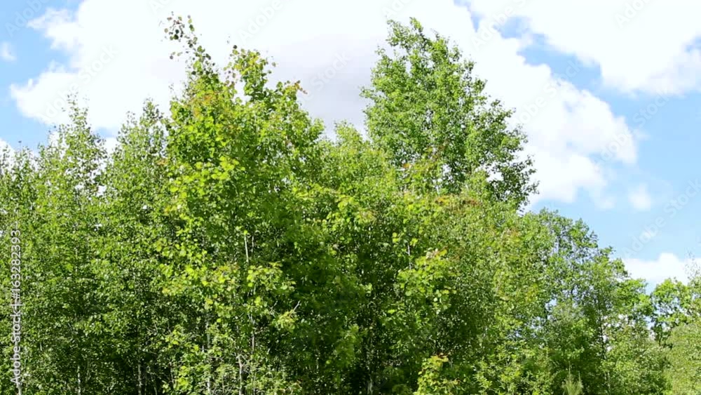 Green Poplar Moving In The Wind . Summer moods Green Poplar Moving In The Wind . Summer moods