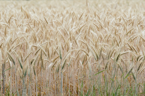 wheat weizen