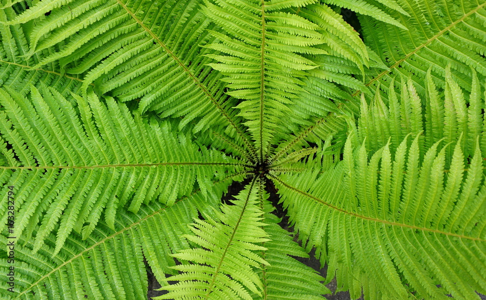fern patern fern patern