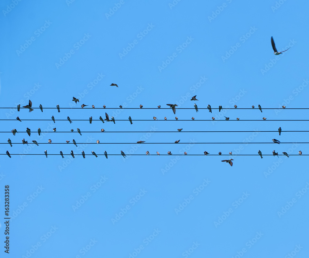 Swallows on the wire