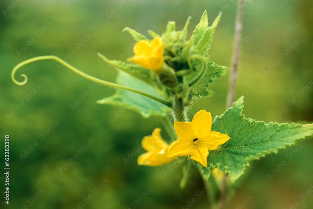 Flowering bush cucumber in the garden Flowering bush cucumber in the garden