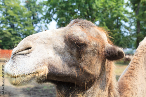 Humped camel in the Zoo