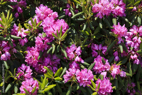 Rhododendron Blooming photo