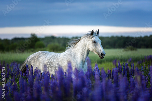 Fototapeta Naklejka Na Ścianę i Meble -  Arabian horse running among lupine flowers.