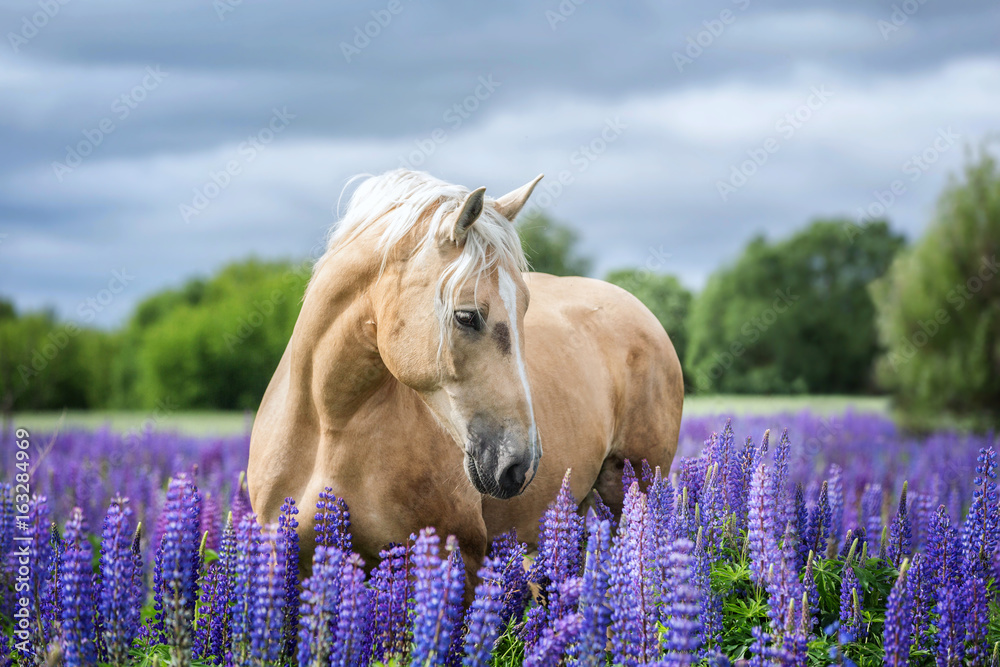 Fototapeta premium Portret konia Palomino wśród kwiatów łubinu.