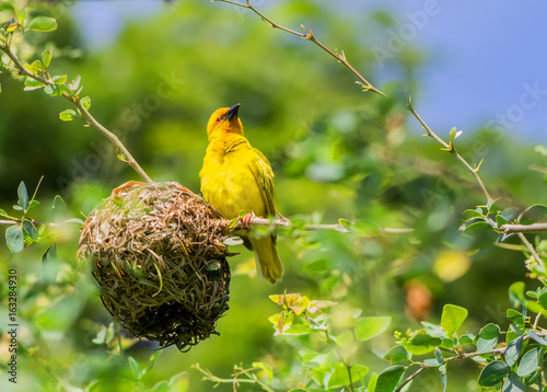 Eastern golden weaver at the nest. Yellow weaver builds a nest.